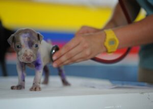 foto visita veterinaria cucciolo 