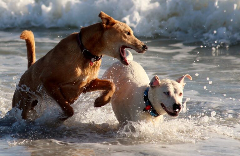 In spiaggia con l’amico a 4 zampe? Ecco i bagni attrezzati per ospitare fido